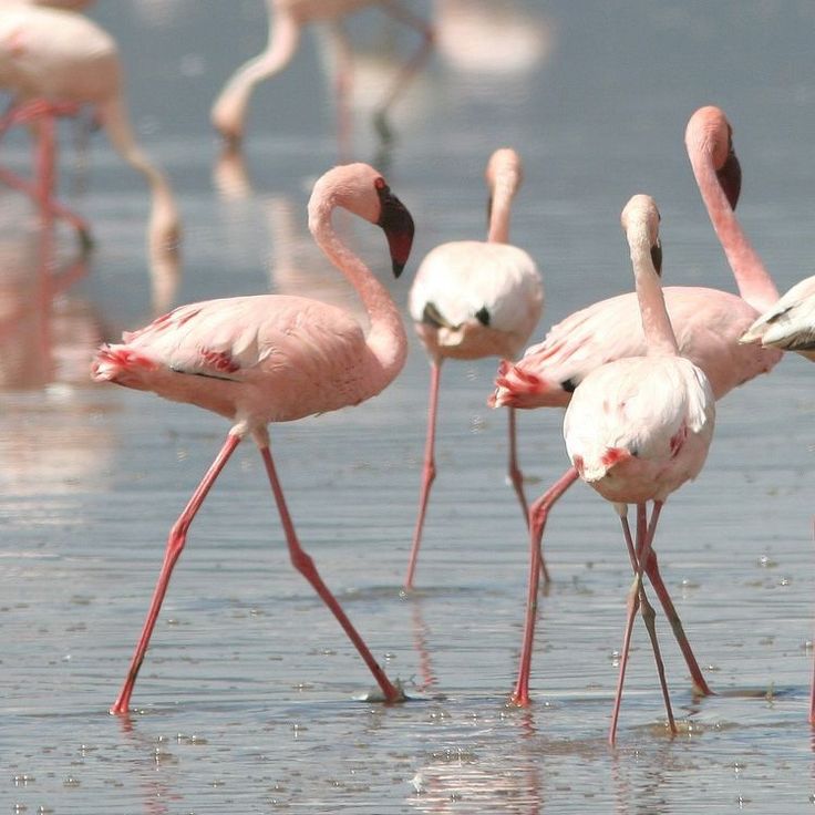 Bird Watching Paradise: 4 Days in the Rift Valley